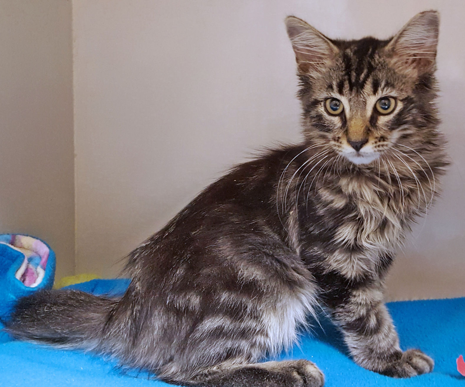 Adopt A Friend: Bonnie